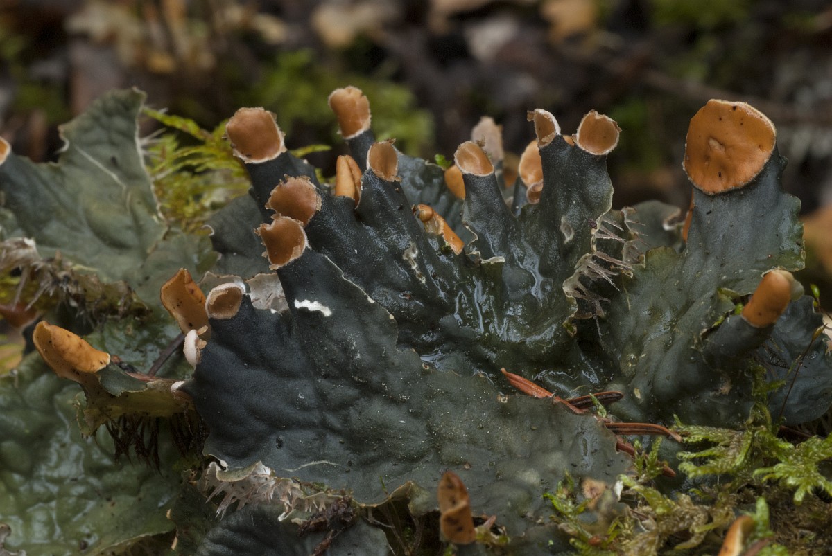 Peltigera membranacea